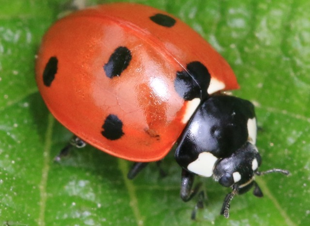 coccinelle.jpg