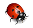 Extermination de Coccinelles (APSM Extermination)